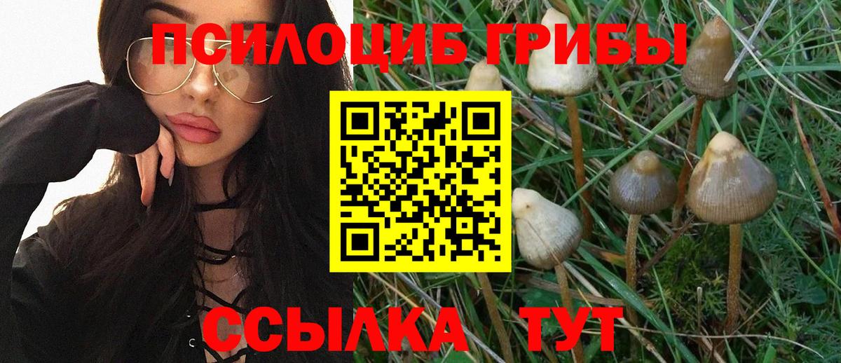 Псилоцибиновые грибы мицелий  Вход с VPN  Гусев  купить  сайты  Псилоцибиновые грибы мицелий 